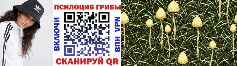 Галлюциногенные грибы Cubensis Тейково